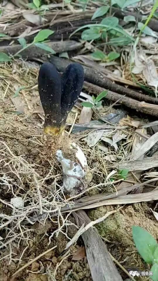 三明山上又一宝物被发现!原来它这么好