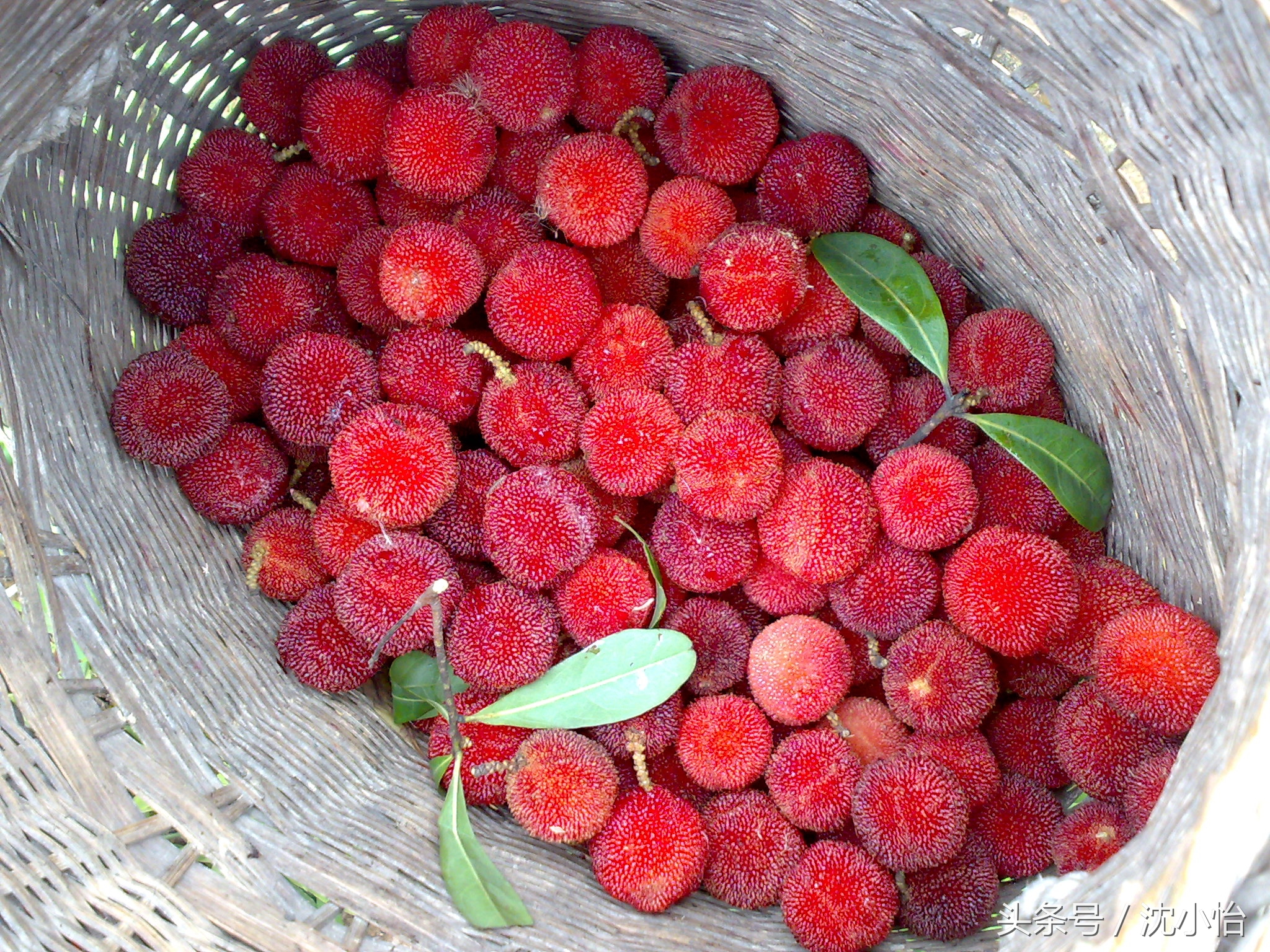 杨梅吃不完怎么腌制,家里杨梅太多又不怎么甜怎么办