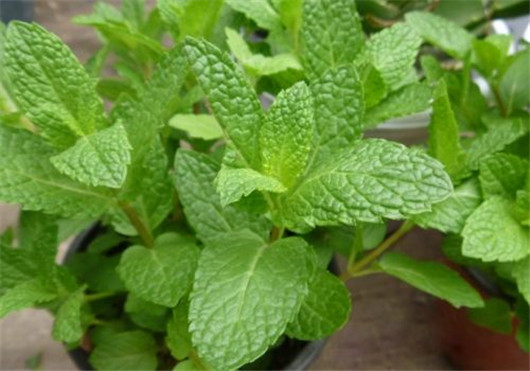 薄荷叶有驱蚊虫功效么,干薄荷叶可以驱蚊虫吗