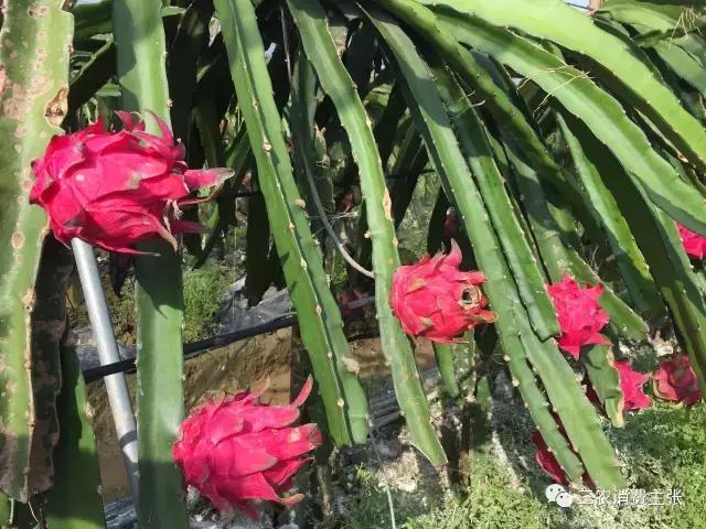 鍐滄潙鐏緳鏋滅伅鍏夌,鐏緳鏋滃熀鍦板闂翠笂婕旂伅鍏夌