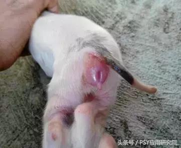 母猪泌乳期间能用阿维菌素驱虫吗,母猪奶水有问题打什么针