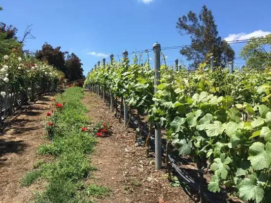 智利最好的红酒庄园,智利比较好的葡萄酒