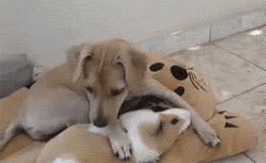 秘鲁巨型荷兰猪真的有吗,秘鲁荷兰猪巨型