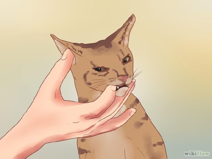 都知道凡士林是什么，可是你会用么？