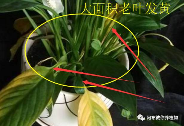 绿萝植物养护,绿萝植物养护知识