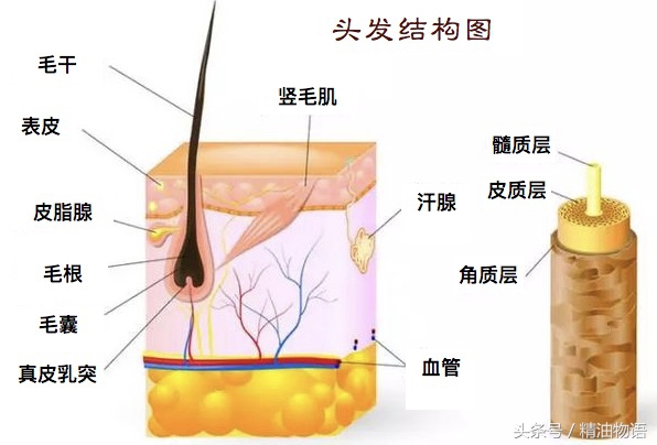 香味和护发并存的护发精油,混合型护发精油