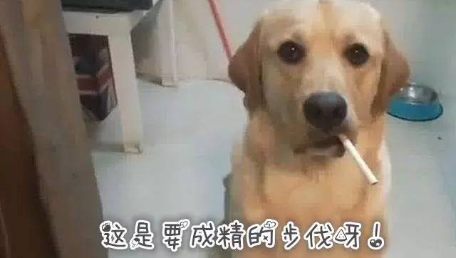 秘鲁巨型荷兰猪真的有吗,秘鲁荷兰猪巨型