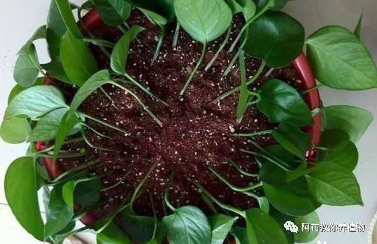 绿萝植物养护,绿萝植物养护知识