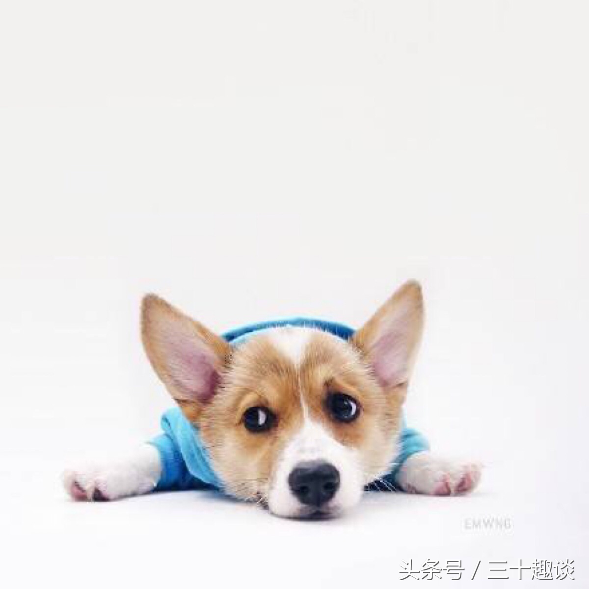 柯基犬怎么喂养吃什么狗粮最好,柯基犬应该狗笼喂养还是散养