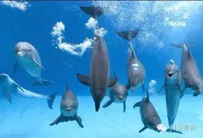 戴世强专栏｜流体力学的魅力（第五篇）鱼儿这样告诉我们