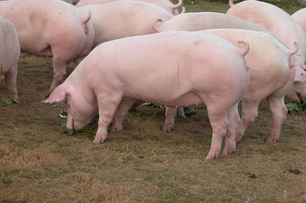 猪不爱吃料有什么好办法,猪体温38.2度不吃料咋回事