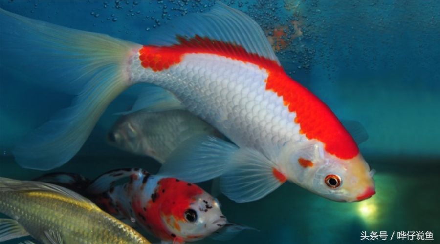 养宠物鱼的妙招,教你养观赏鱼视频