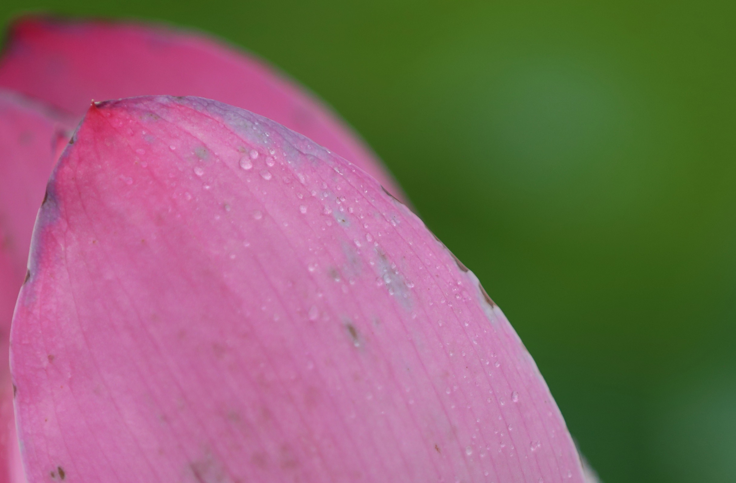 佳能5DMarkIV怎么样,佳能5dmarkiv最佳镜头