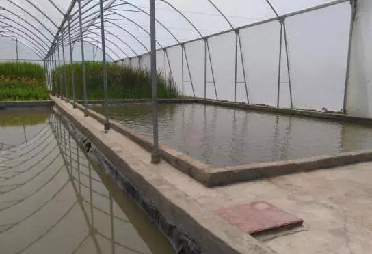 世界最大的玫瑰基地,世界最大玫瑰种植园