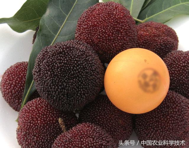 杨梅好吃树难栽下联,杨梅树难栽种么