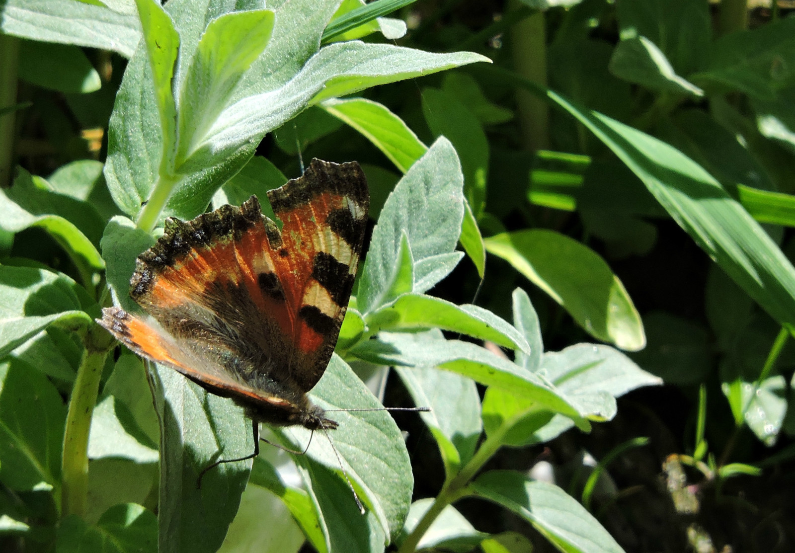 乌鲁木齐石人沟民俗,乌鲁木齐风情
