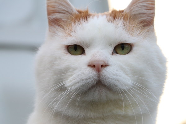 你也养猫也养狗是什么体验,养猫是一种什么体验