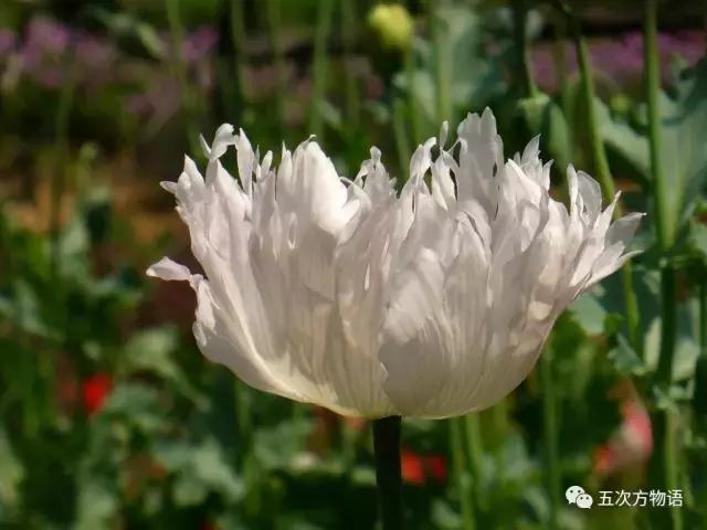 虞美人与虞美人,虞美人深度解析