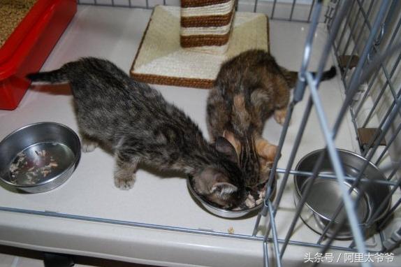 救助小奶猫视频,如何救助小猫咪