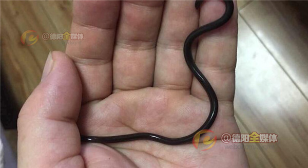 世界上最大的蛇被放生,四川德阳发现蛇