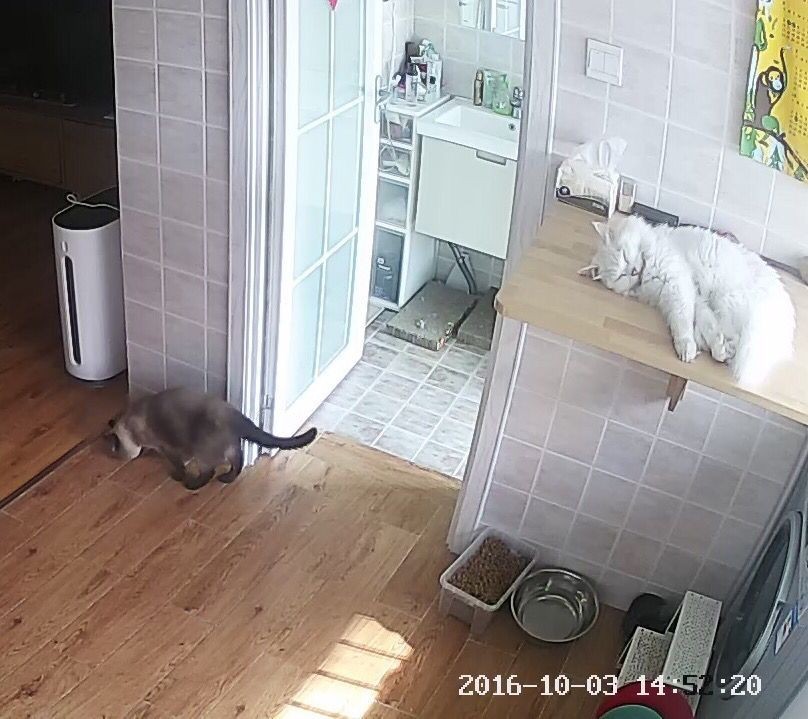 一只猫的生活意见读后感,一只猫的生命