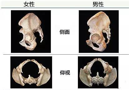 骨盆哪个位置最重要,骨盆在哪个位置最好