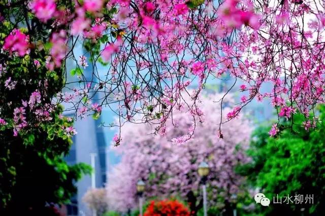 柳州自行车骑行路线,柳州山地车骑行最美村庄