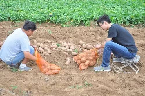 山东德州大学生村官,乡村振兴致富带头人牛哥个人简介