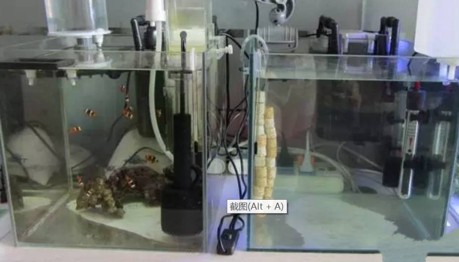 水质好的白点病自愈方法,白点病和水质有关吗