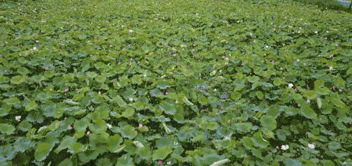 少女心美炸！大杭州竟然藏了条七彩跑道，柠檬黄、蒂芙尼蓝、墨色绿……现在去还能看到十里荷花……