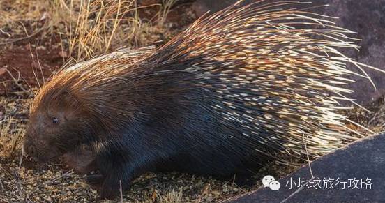 可能是最全的,肯尼亚坦桑尼亚动物百科。小地球耗时一周整理!