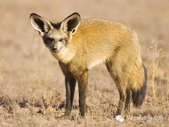 可能是最全的,肯尼亚坦桑尼亚动物百科。小地球耗时一周整理!