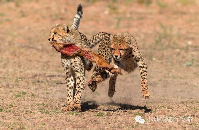 可能是最全的,肯尼亚坦桑尼亚动物百科。小地球耗时一周整理!