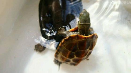 中华草龟与台湾草龟,中华草龟跟草龟有什么区别图