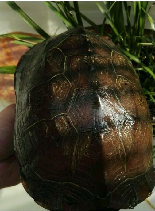 中华草龟与台湾草龟,中华草龟跟草龟有什么区别图