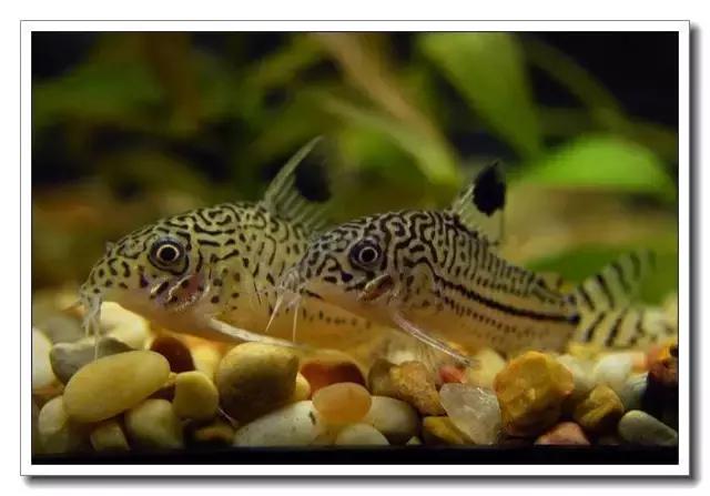 鼠鱼的发病季节,鼠鱼抗病