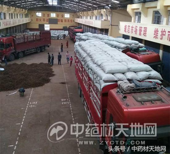 黄连市场行情报告 (全国黄连市场总需求量)