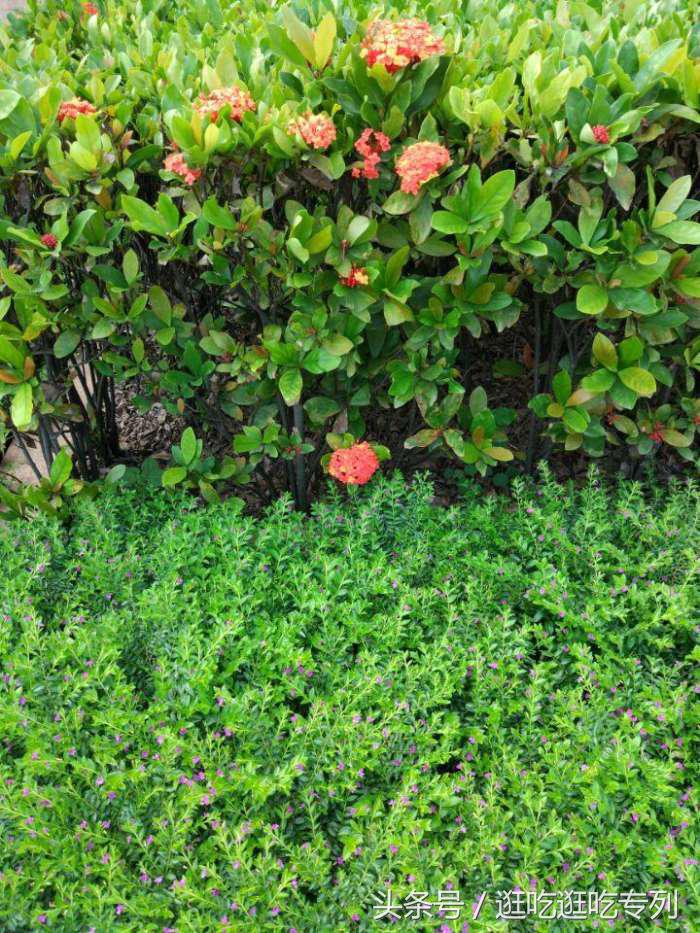 广州生物岛叠翠园门票,广州市黄埔区国际生物岛