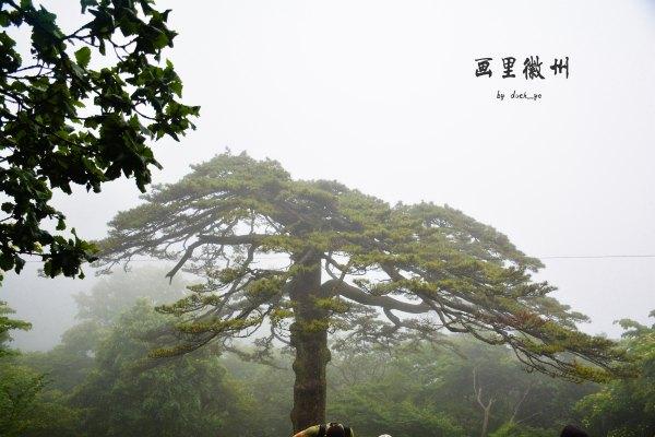 黄山四绝之一奇松介绍,黄山的四绝分别是奇松怪石