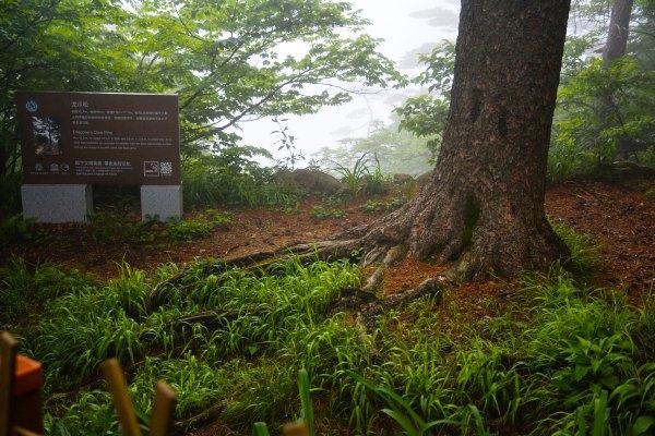 黄山四绝之一奇松介绍,黄山的四绝分别是奇松怪石