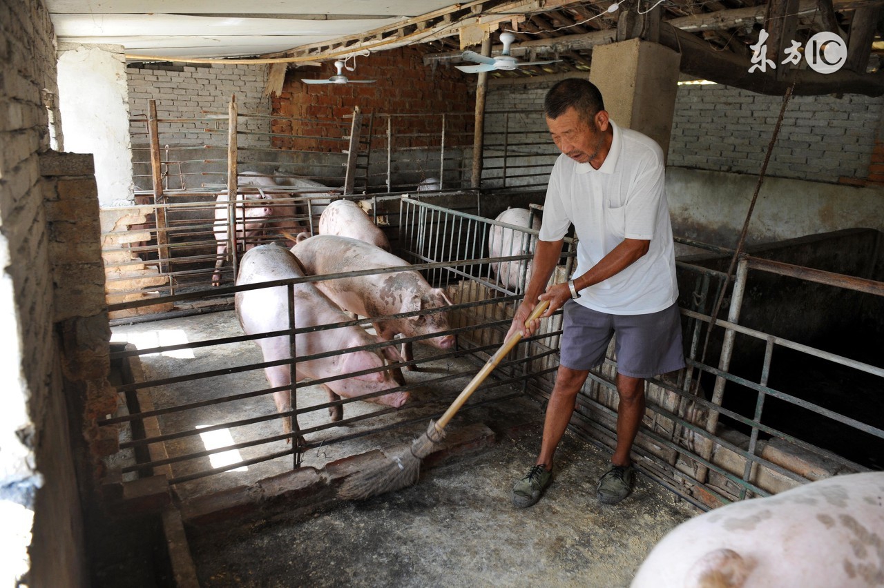 猪饲料中毒猪会有什么反应,猪饲料太多中毒怎么办