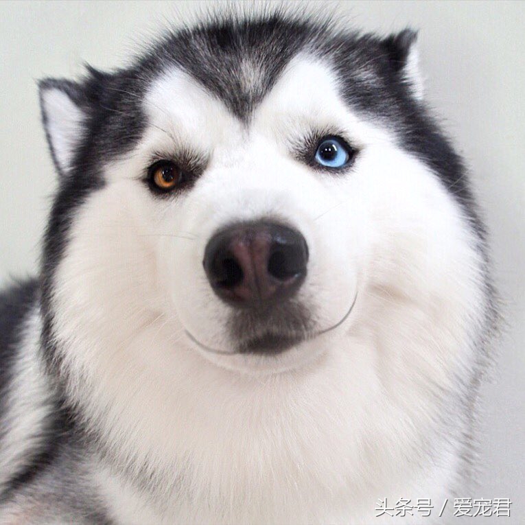 狗狗可以吃油的食物吗,狗狗可以吃带油食物吗