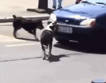 GIF,当你走在高山流水,要小心画地为牢!哈哈!走村庄里要小心!