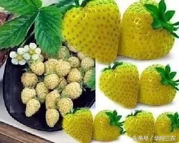 缅甸特产吃过3种算你牛？台州土特产出名啦看看有没有你老家的？网购的土特产都是家乡的味道？忻州特产？