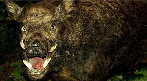 不能再忍了还得忍,不能再忍完整版