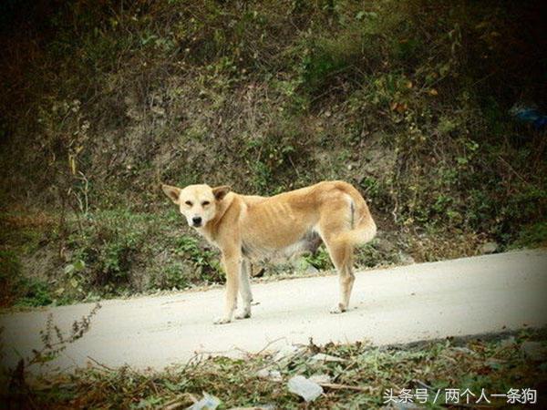 野犬抢食物被咬死,恶犬咬死野猪的全过程