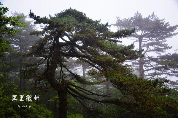 黄山四绝之一奇松介绍,黄山的四绝分别是奇松怪石