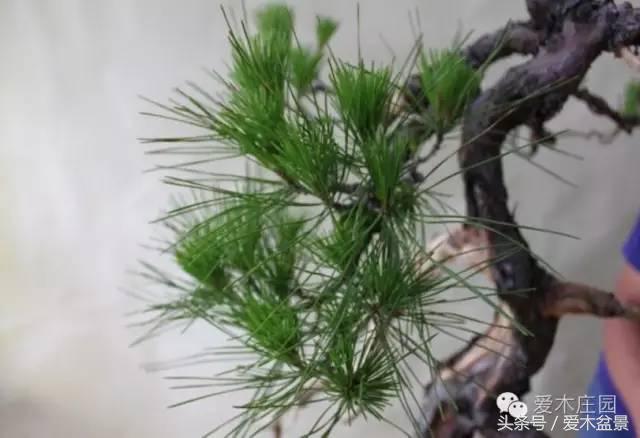 爱木盆景｜文人树《神仙》改作实录，小林国雄亲自示范松树盆景整型，艺术无国界，好的我们需要学习