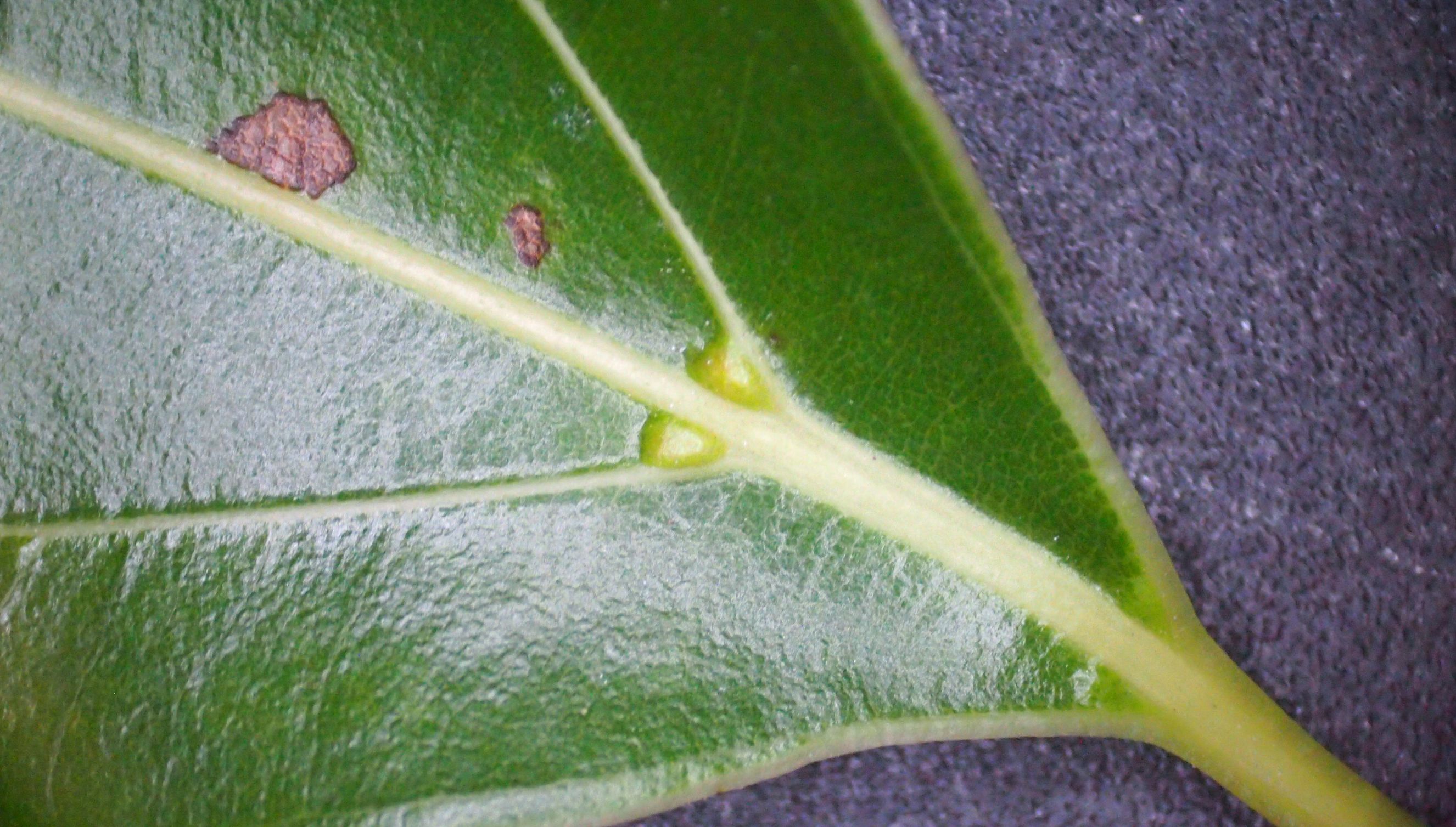 樟脑香气扑鼻,樟字名字意义