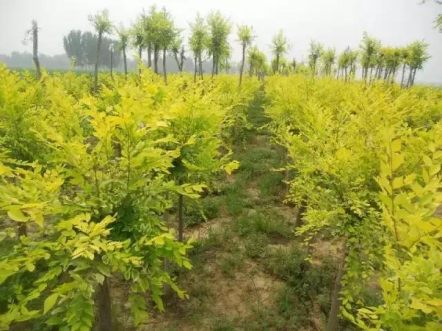 小叶紫檀盆栽做手串,家里能放小叶紫檀盆景吗